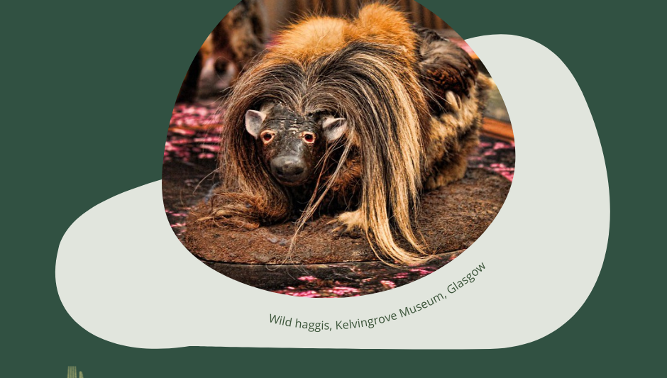 Wild haggis, Kelvingrove Museum, Glasgow
